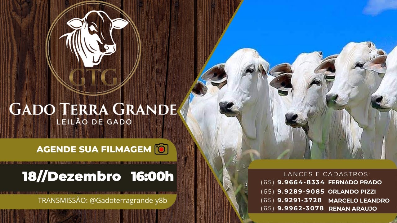 1º Leilão Digital Gado Terra Grande | A Nova Referência em Gado de Reposição no MT • Ao Vivo