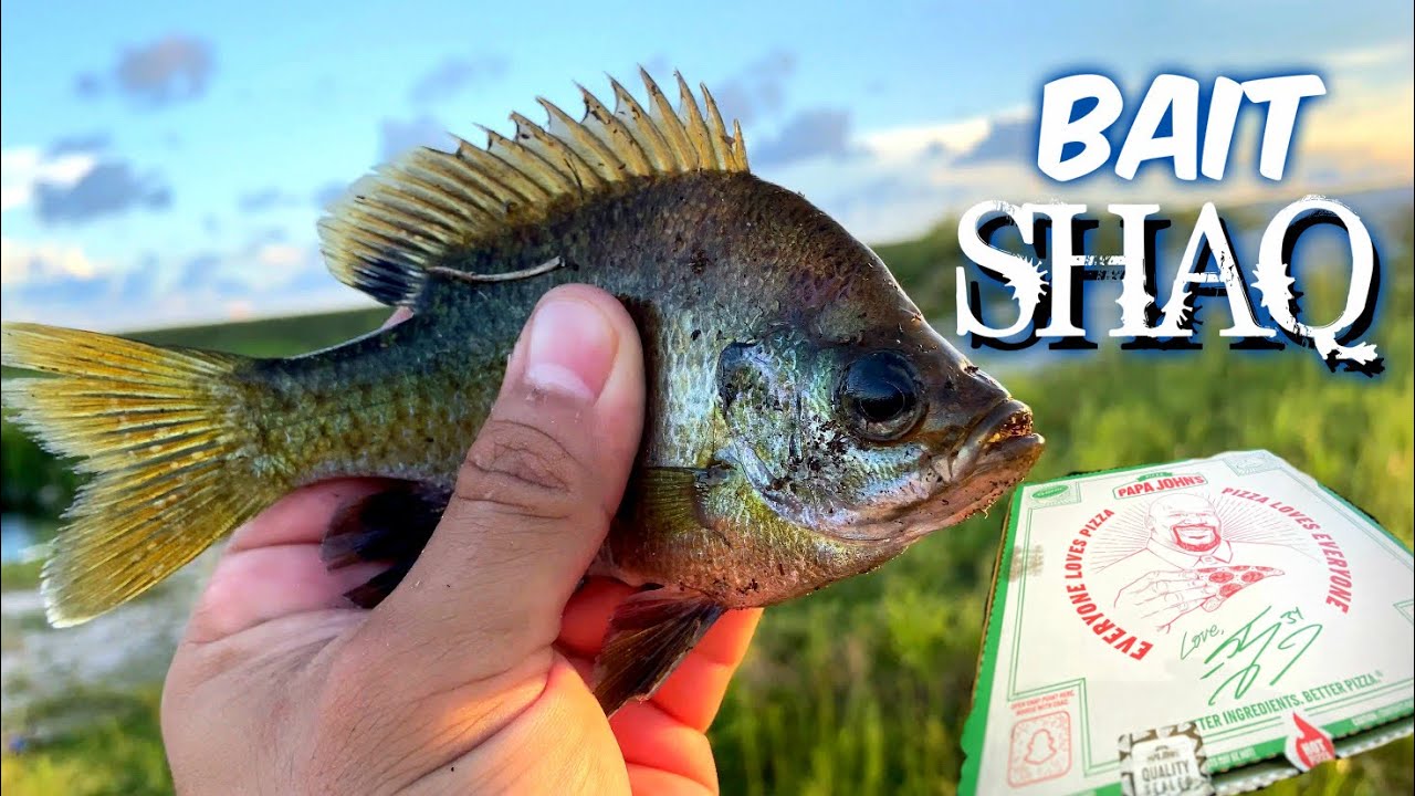 Fishing With Papa Johns Pizza As BAIT & CATCHING FISH !! - A1A Adventures