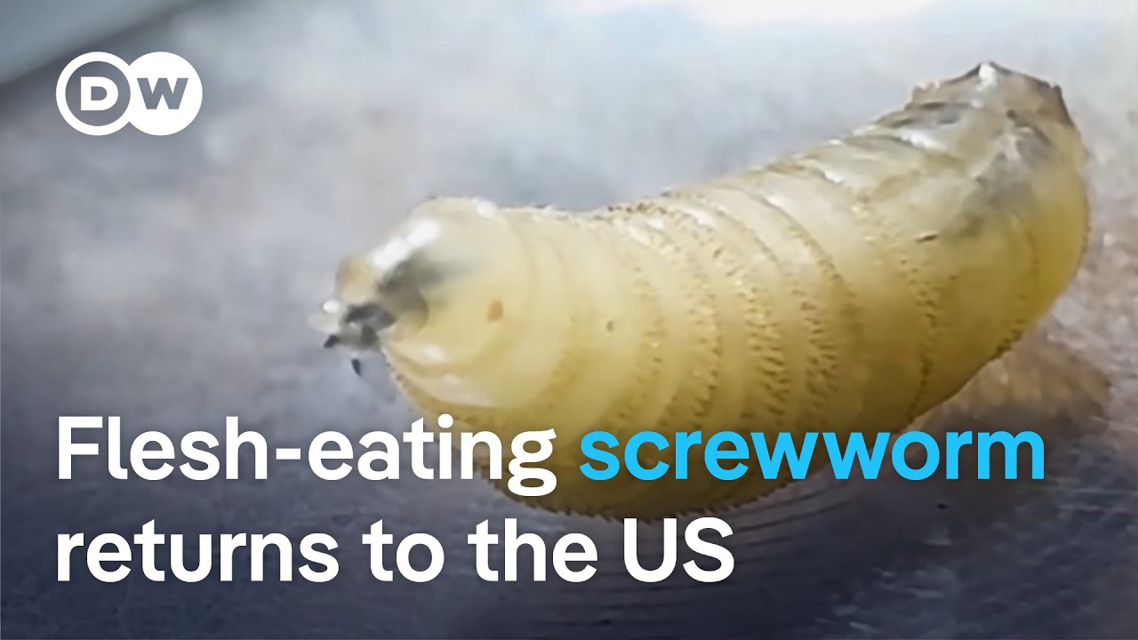 New World screwworm found in Texas cattle | DW News
