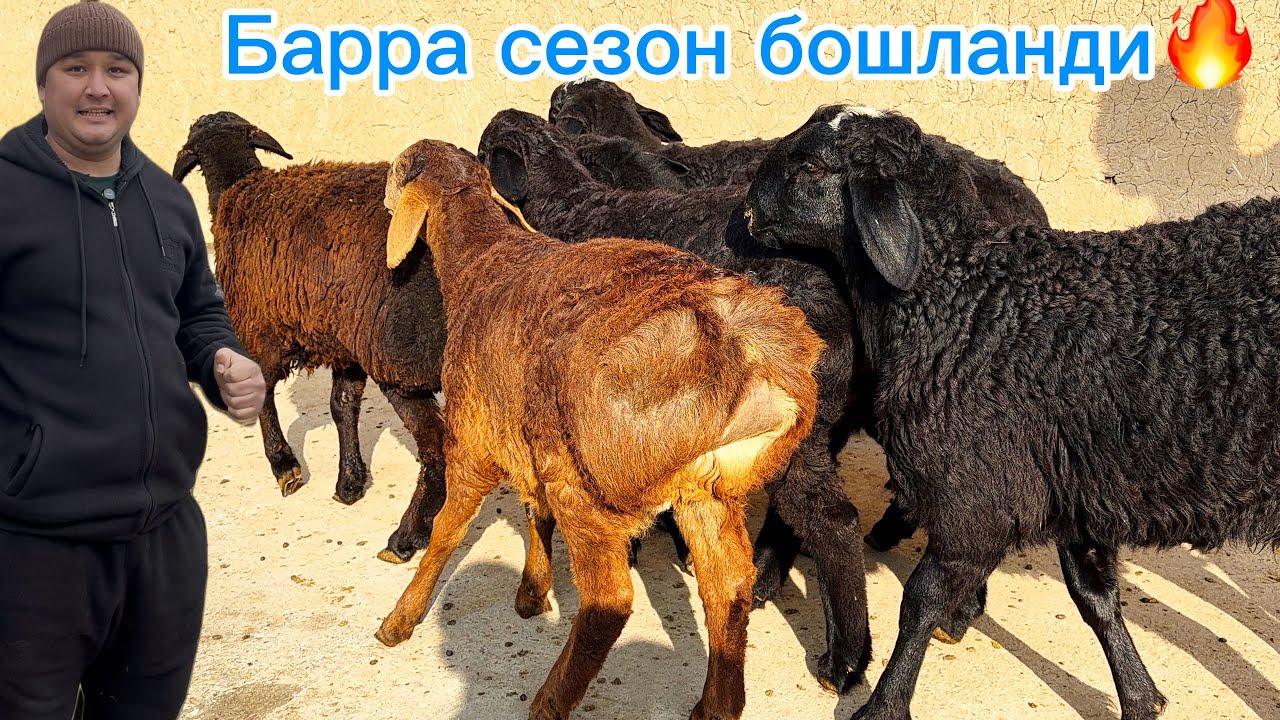 Барра  қўзи бошланди🔥 йош 1-қорин хисори бўғоз қўйлар 5 миллиондан
