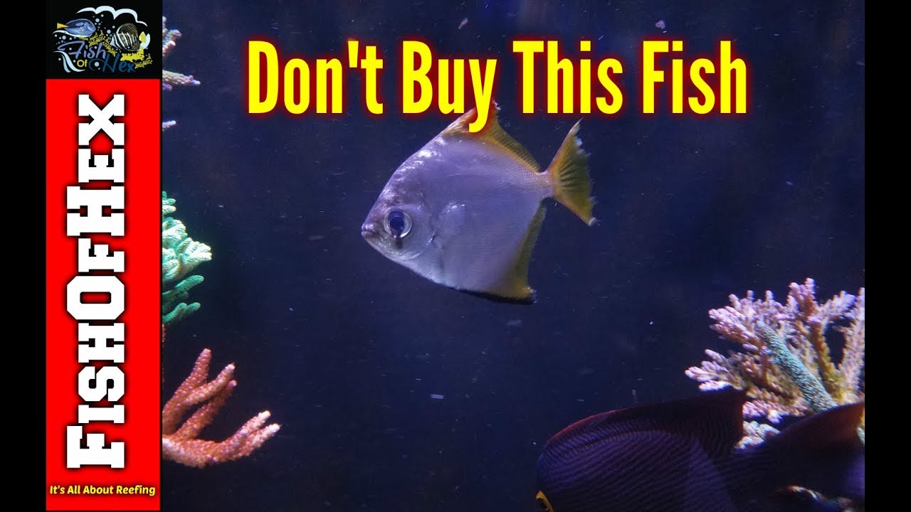 Almost Scared My Fish To Death! | Mono Argentus In A Reef Tank