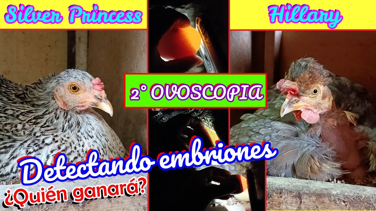 ✅ ¿Cuántos huevos fértiles encontré❓ 🥚✔🥚❎ | Descartando hueros