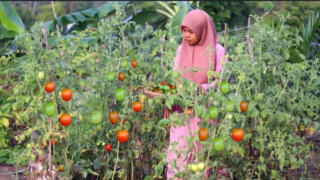 Masak sambal tomat saos Padang mujair jumbo, jamur Enoki wortel, masakan desa