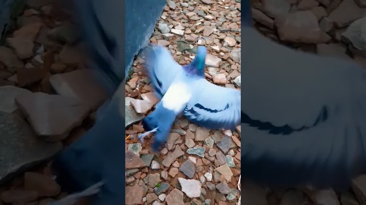 cara merpati pos dewasa mau pomah #merpati #pigeon