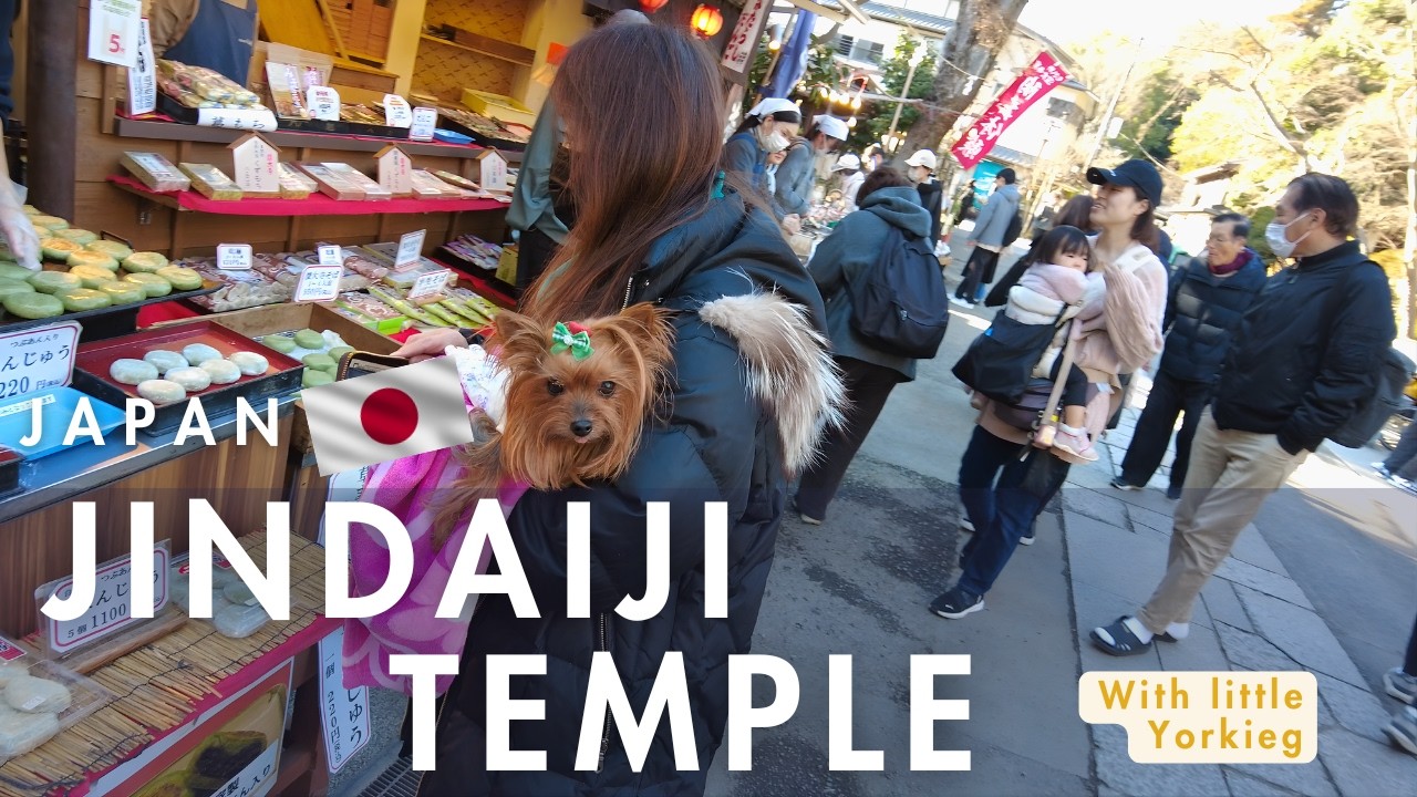 Trending Spot in Tokyo! Tiny Yorkie Lan Visits Jindaiji Temple | Dog Vlog 2026
