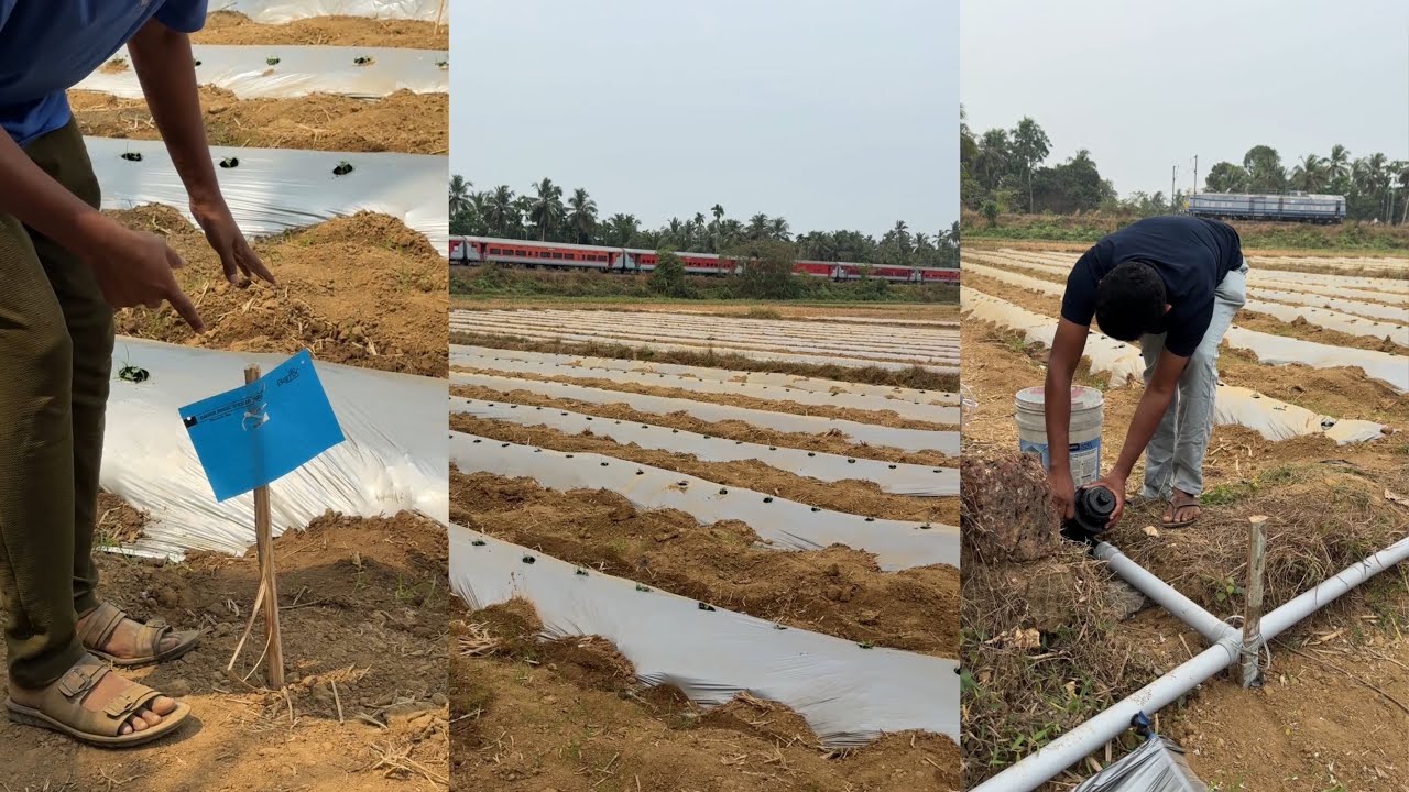 തണ്ണിമത്തൻ കൃഷിയിടത്തിലെ ശല്യക്കാരായ കീടങ്ങളെ പിടികൂടാനുള്ള എളുപ്പ ട്രാപ് | Watermelon Pest Trap