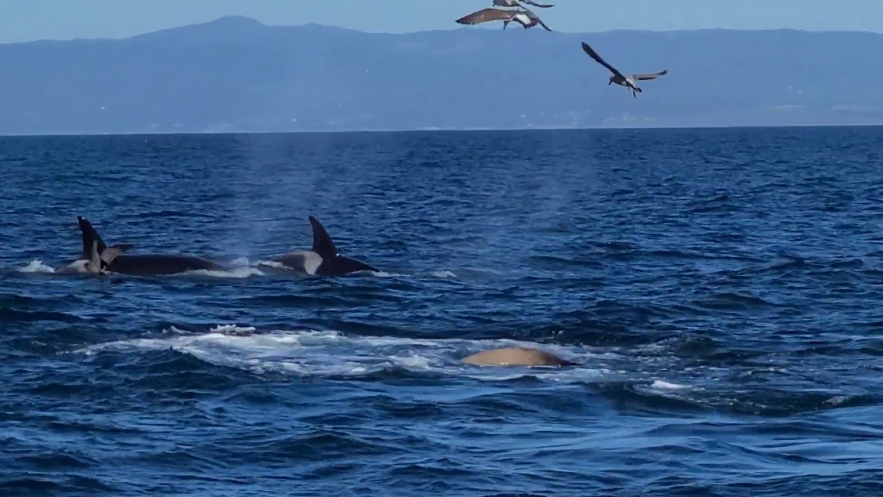 SEA GODDESS WHALE WATCHING & GREAT WHITE SHARK TOURS