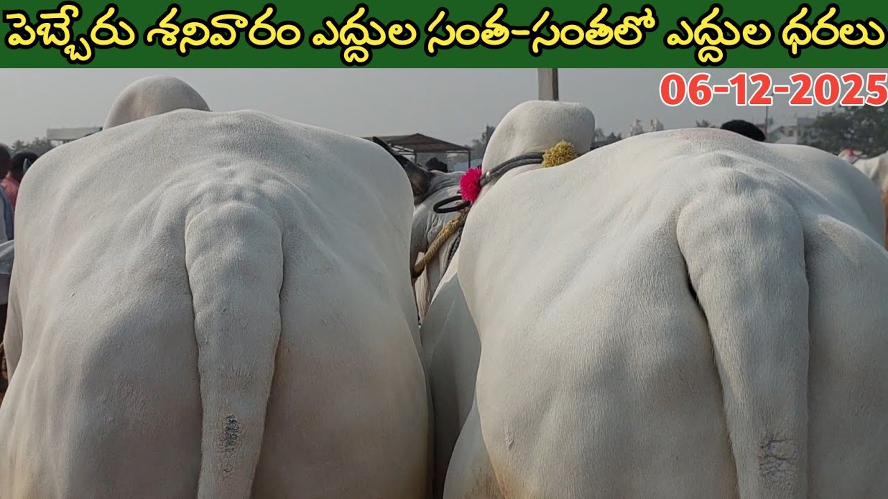 పెబ్బేరు శనివారం ఎద్దుల సంత | Pebbair Saturday Bulls market | Oxen prices | 06-12-2025 @purnafarms 