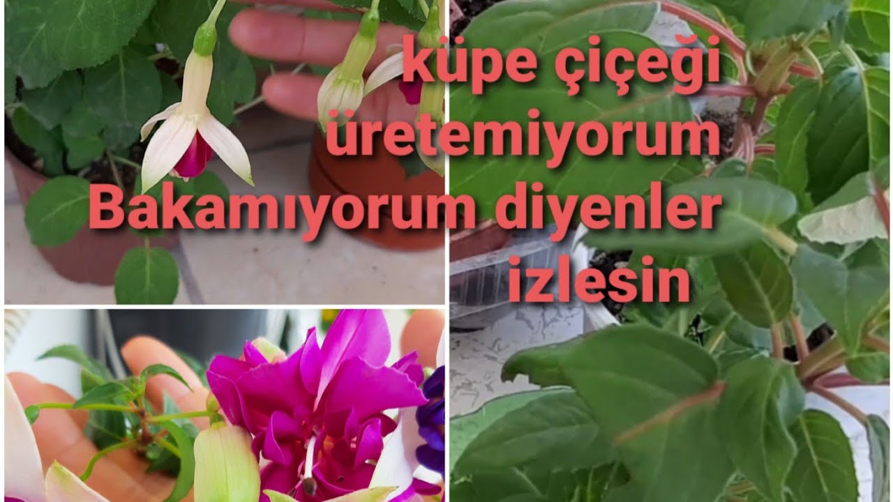 Çelikten küpeli çiçeği nasıl çoğaltılır.  KÜPE ÇİÇEĞİ üretimi.|Fuchsia Flowers. küpe çiçeği çelikten
