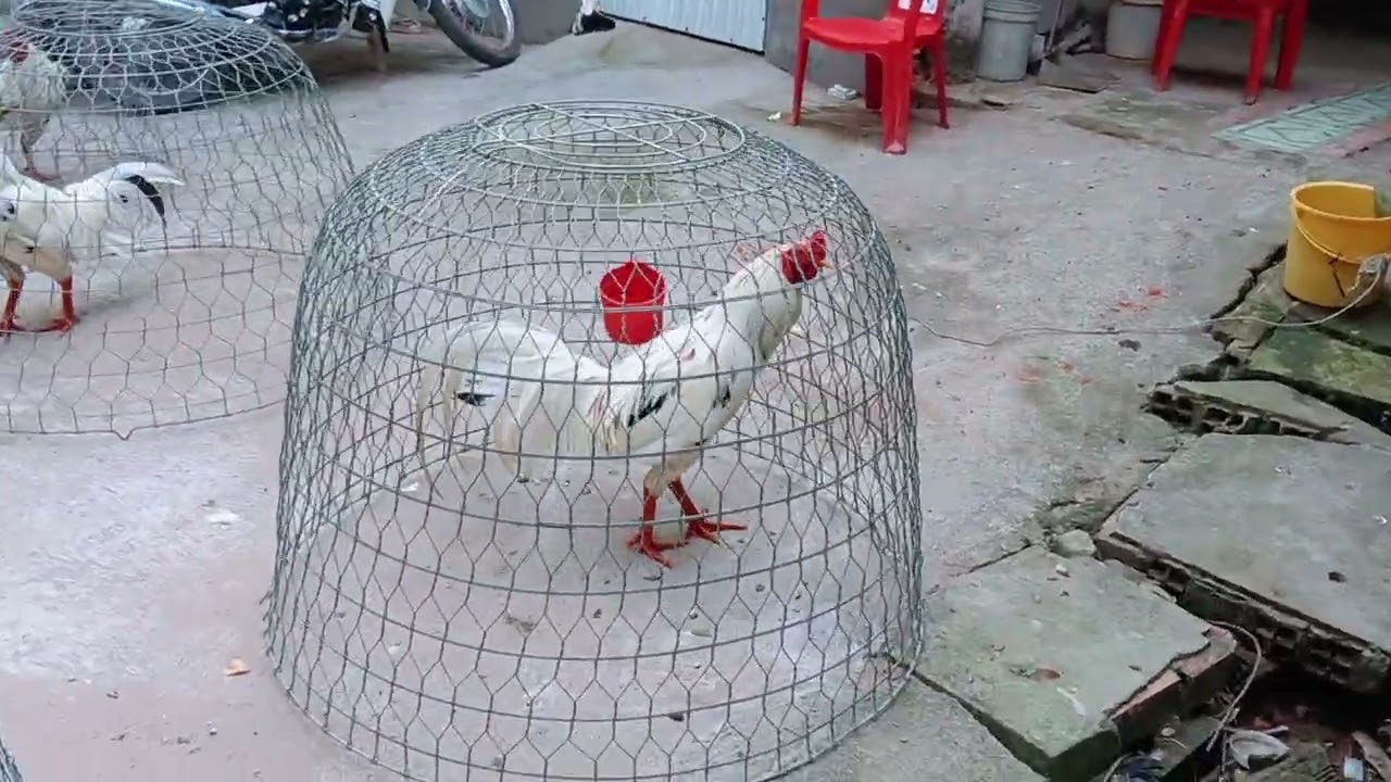 7/3.. tóp 6 em từ 2kg9.. tới 3kg7.zl0339397139