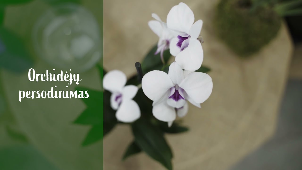 Orchidėjų persodinimas  | Augink lengviau!