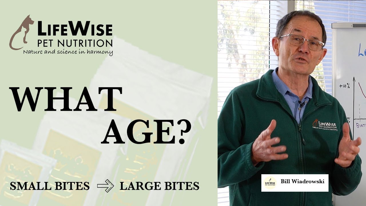 What age should your dog change from SMALL BITES to LARGE BITES?