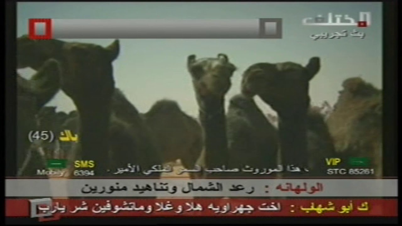 مهرجان آل عمار والحراجين لمزايين أبل الدواسر