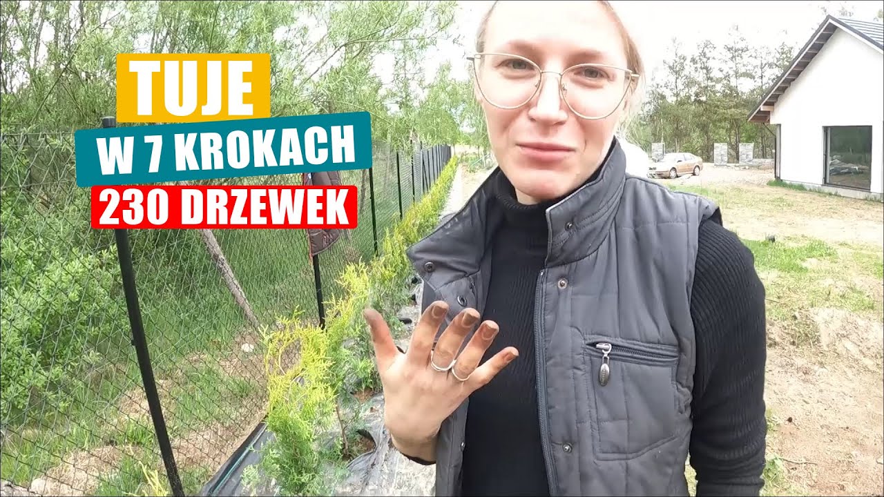 Jak posadzić tuje w 7 krokach