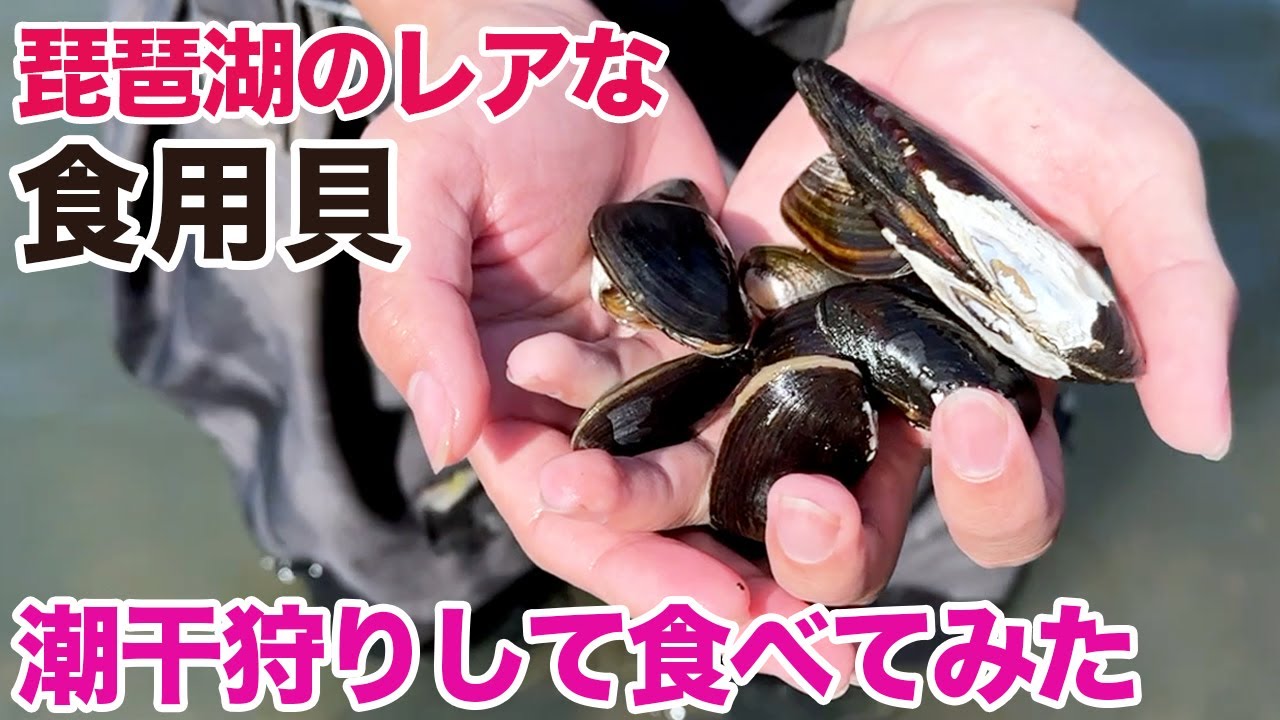 琵琶湖のレアな食用貝、潮干狩りして食べてみた