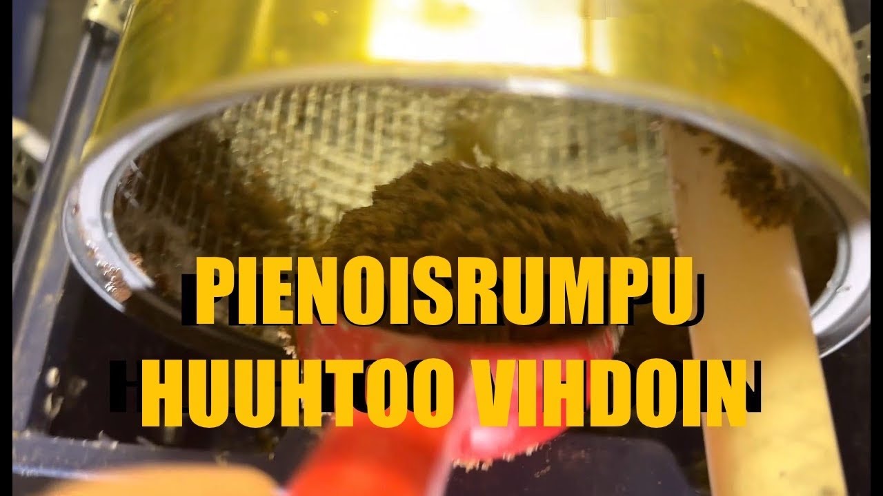 Mikrorumpu kasaan ja tutkitaan näyte Hämeenkoskelta