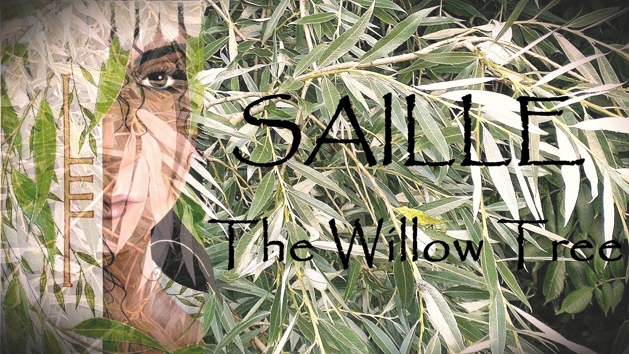 Around the Ogham Grove 2026 ~ SAILLE ~ The Willow Tree