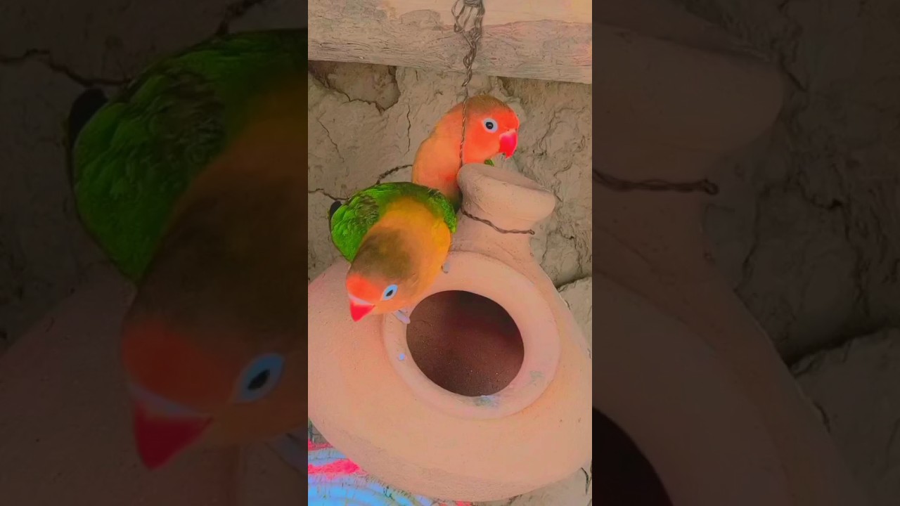 "Unexpected Resting Spot: Feathered Friends Perched on a Surprising Perch!"