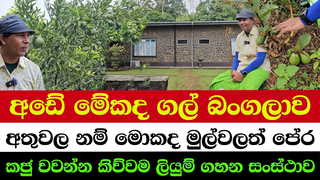 A Stone House… Built by WHO? | This Farm Grows Fruits Even on the Roots