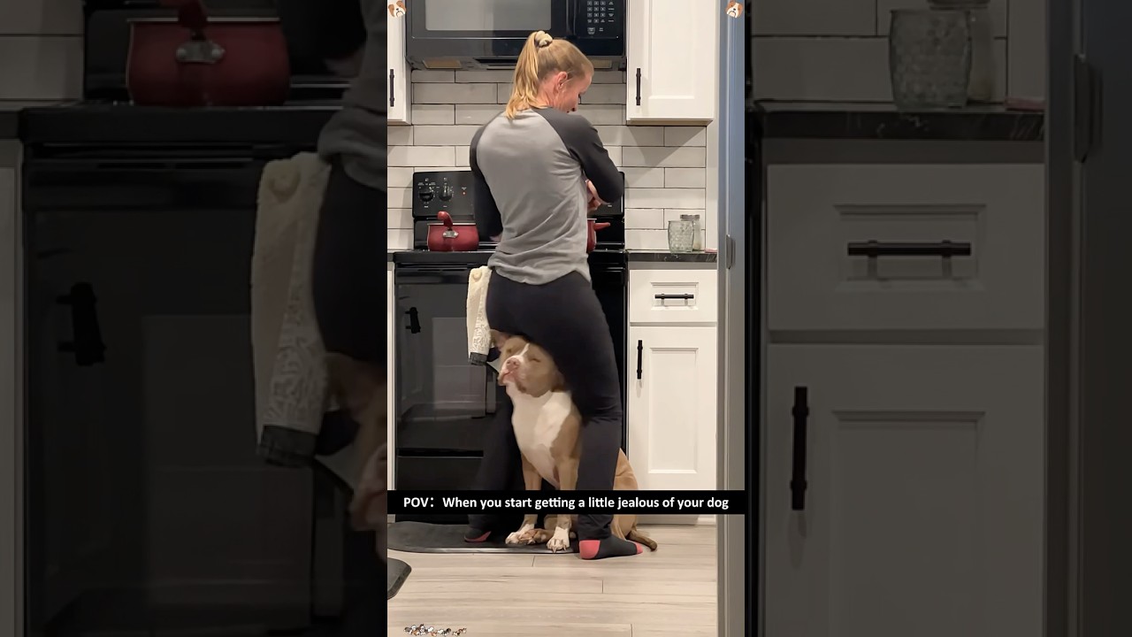 Funny Pit Bulls 🐶🤣🤪🥰