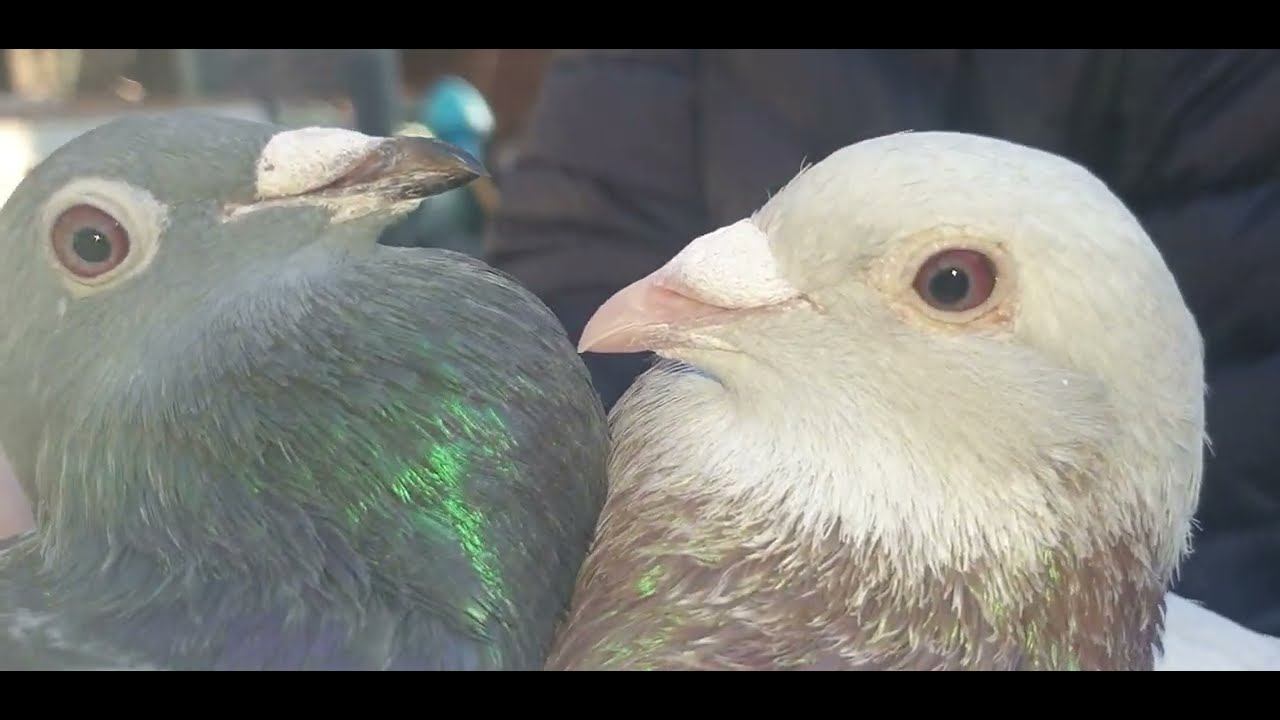 Piękno, siła i perfekcja… ta para mówi wszystko 🕊️