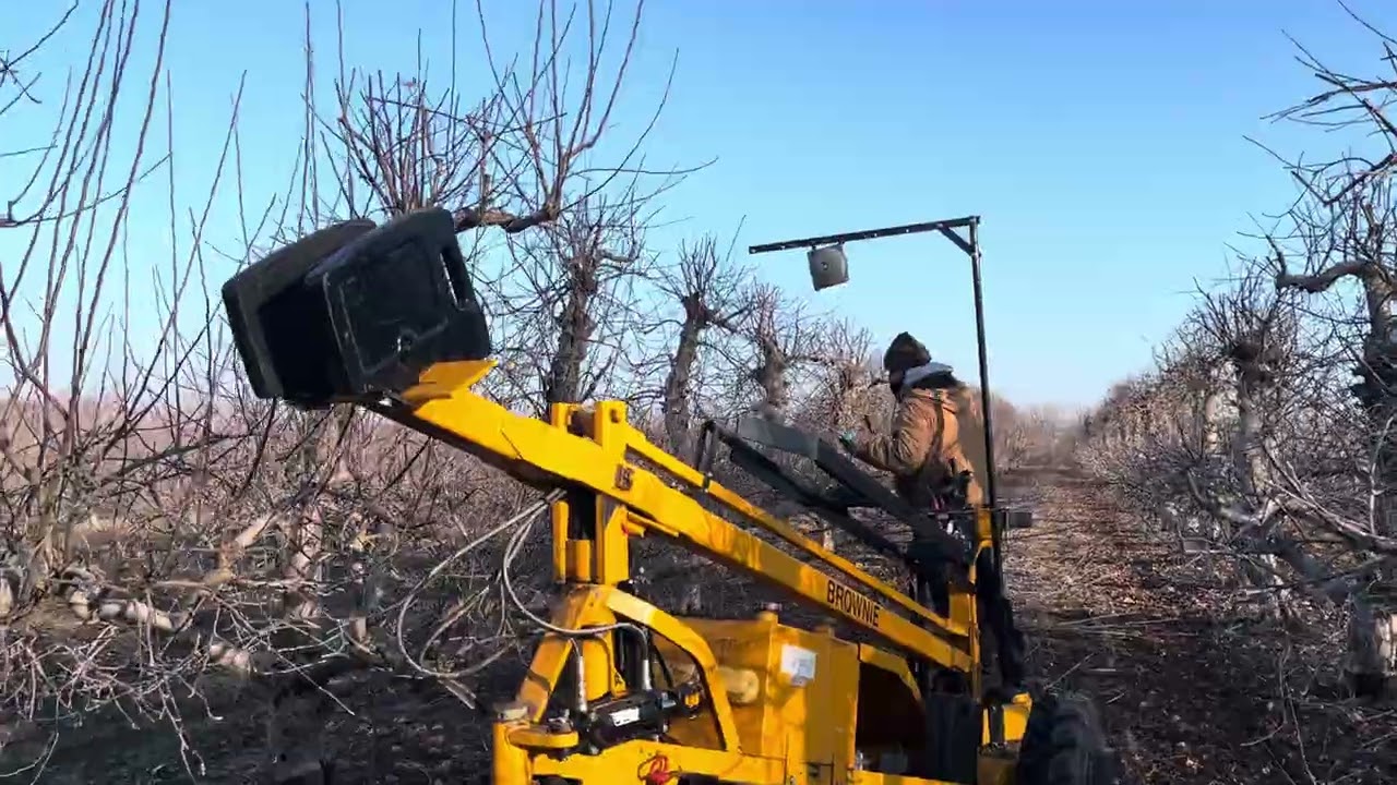 El Reloj Biológico de los Árboles de Manzanas 🍎🌳