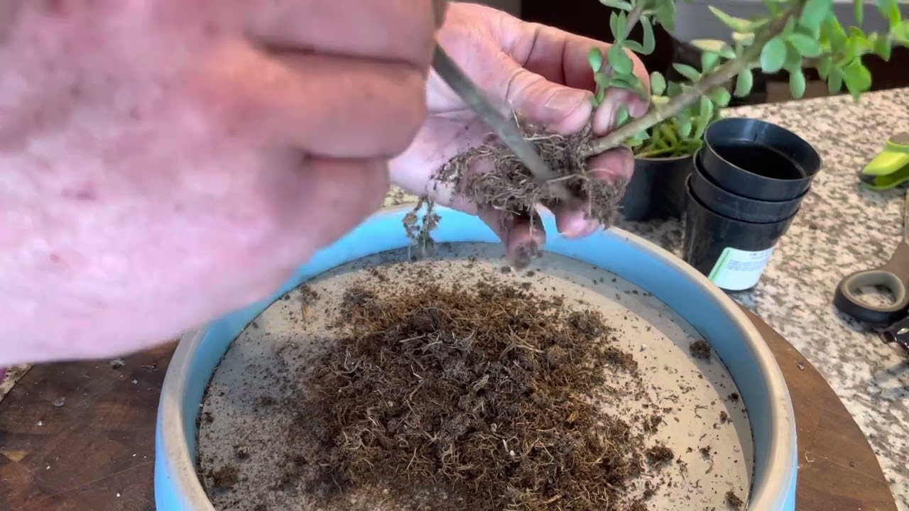 Ep. 33 of Taco Bonsai P. Afra Lilliput gets a repot and a trim.