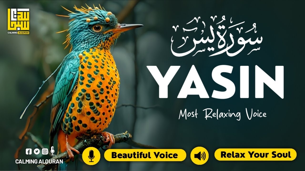 Peaceful Surah Yasin for Deep Sleep, Inner Peace & Calm ✦ Beautiful Quran Recitation سورة يس