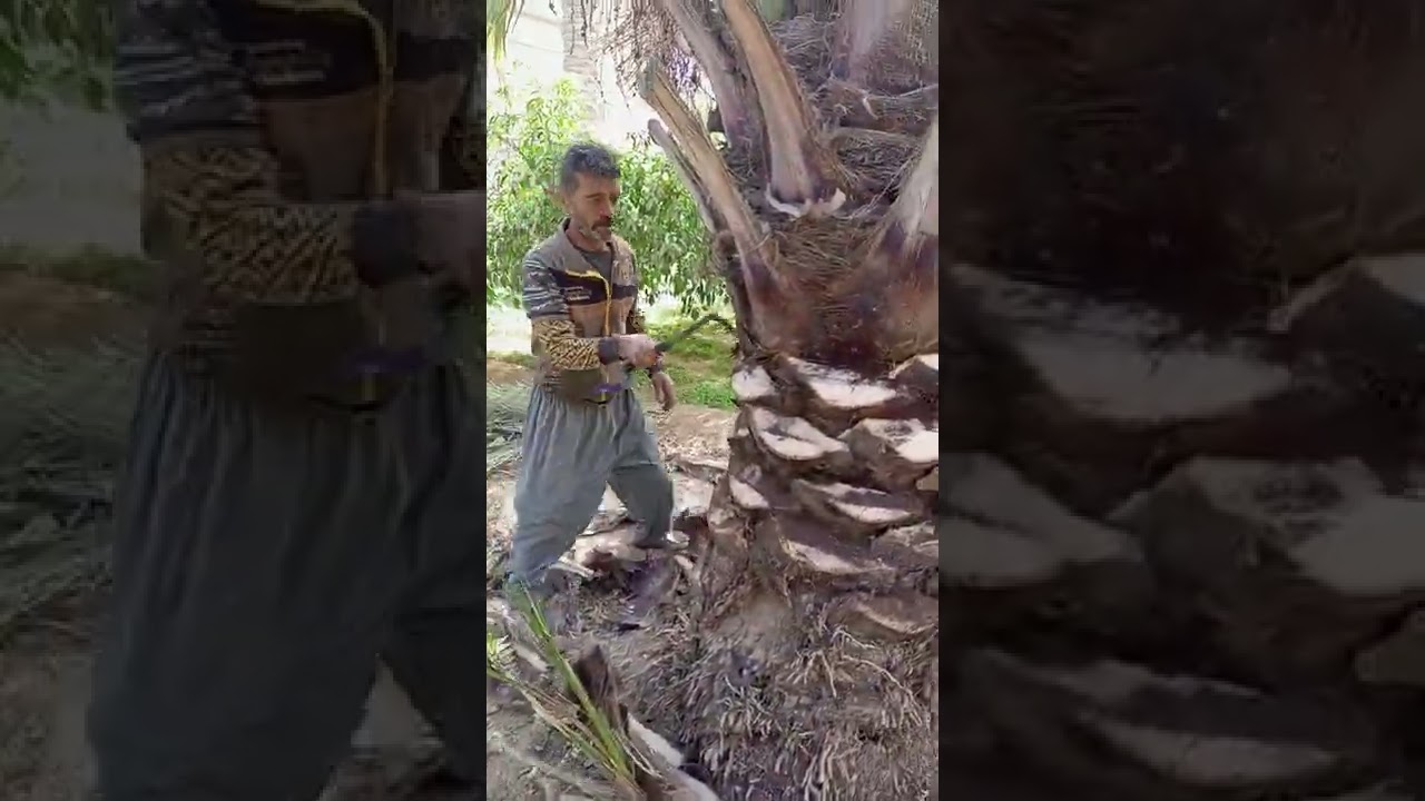 تكريب نخلة بربن
