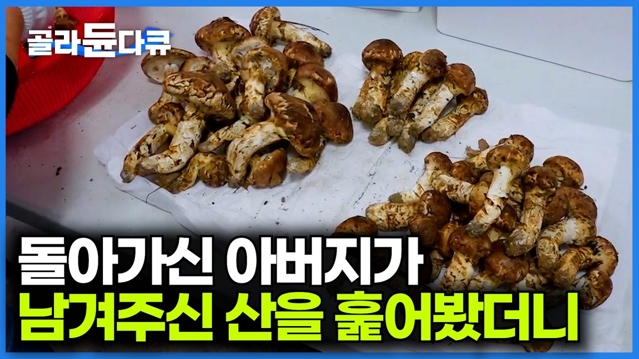아버지가 유산으로 남겨주신 산에서 발견된 대량의 송이｜극한직업｜#골라듄다큐
