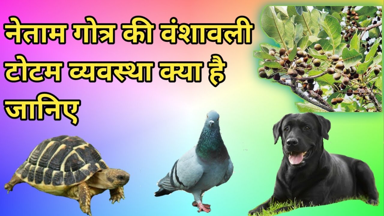 netaam gotra vanshavali totem...saamaajik and rajnitik tathya video no. - 74 (lingo tv jangom media)