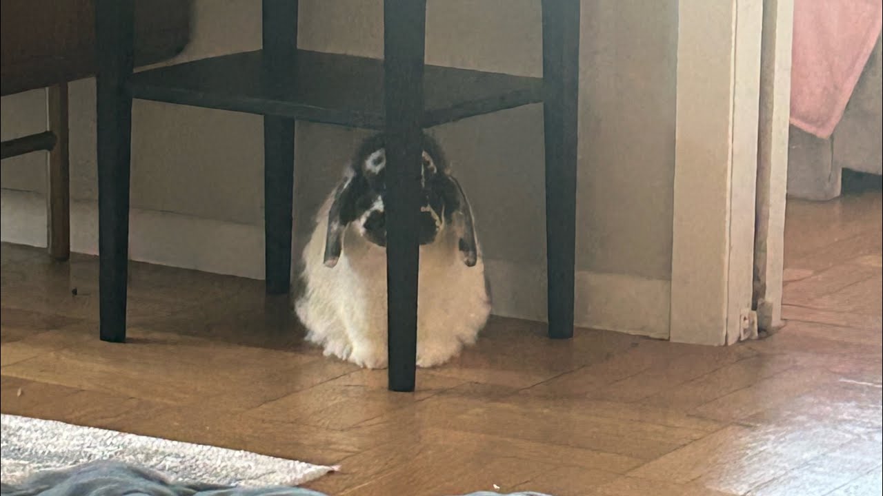 The rambunctious bunny￼