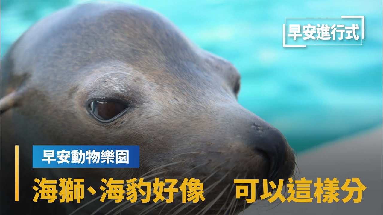 【早安動物樂園】海獅、海豹長好像！　原來可以這樣分｜早安進行式 #鏡新聞