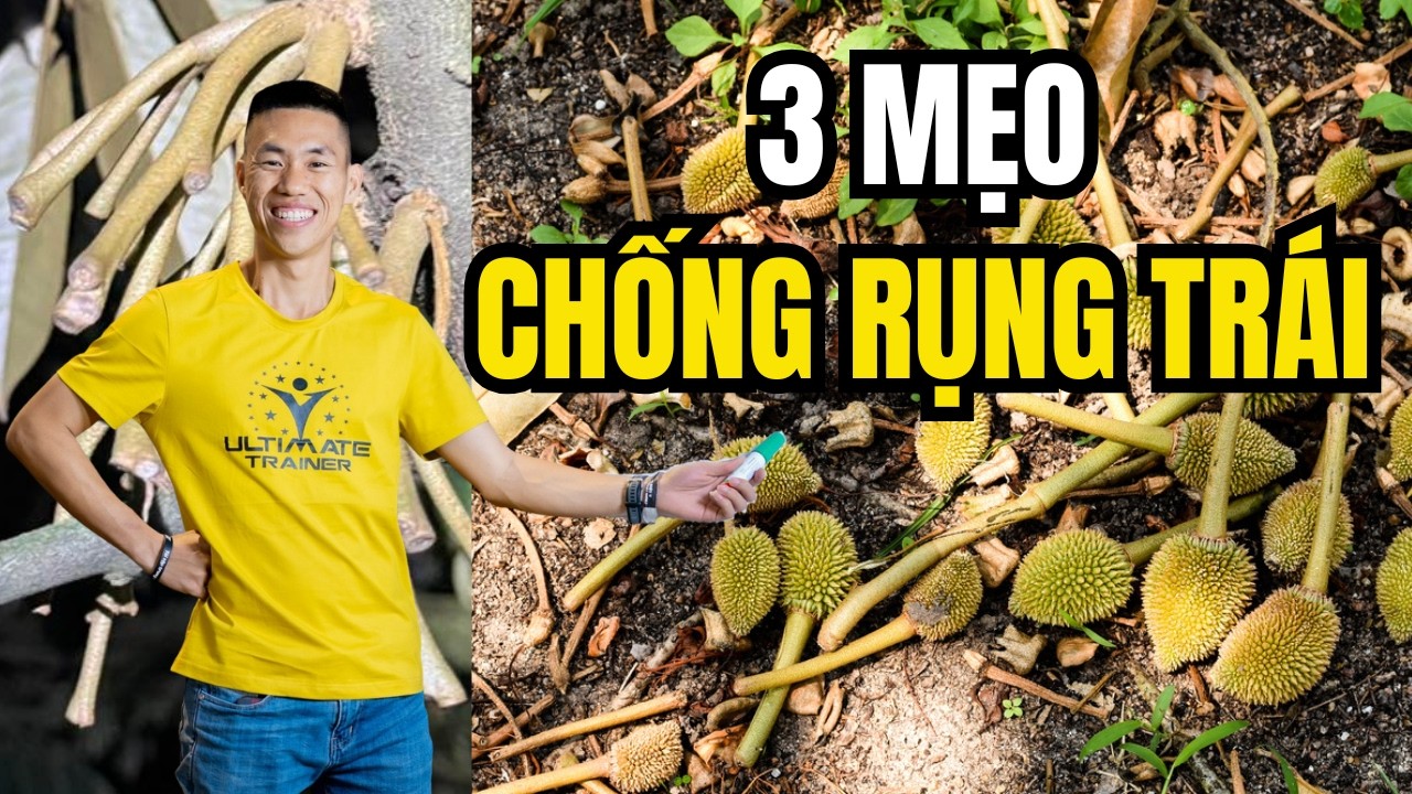 3 mẹo để kiểm soát đọt non và chống rụng trái sầu riêng với XANMATA | Phạm Đức Thiện