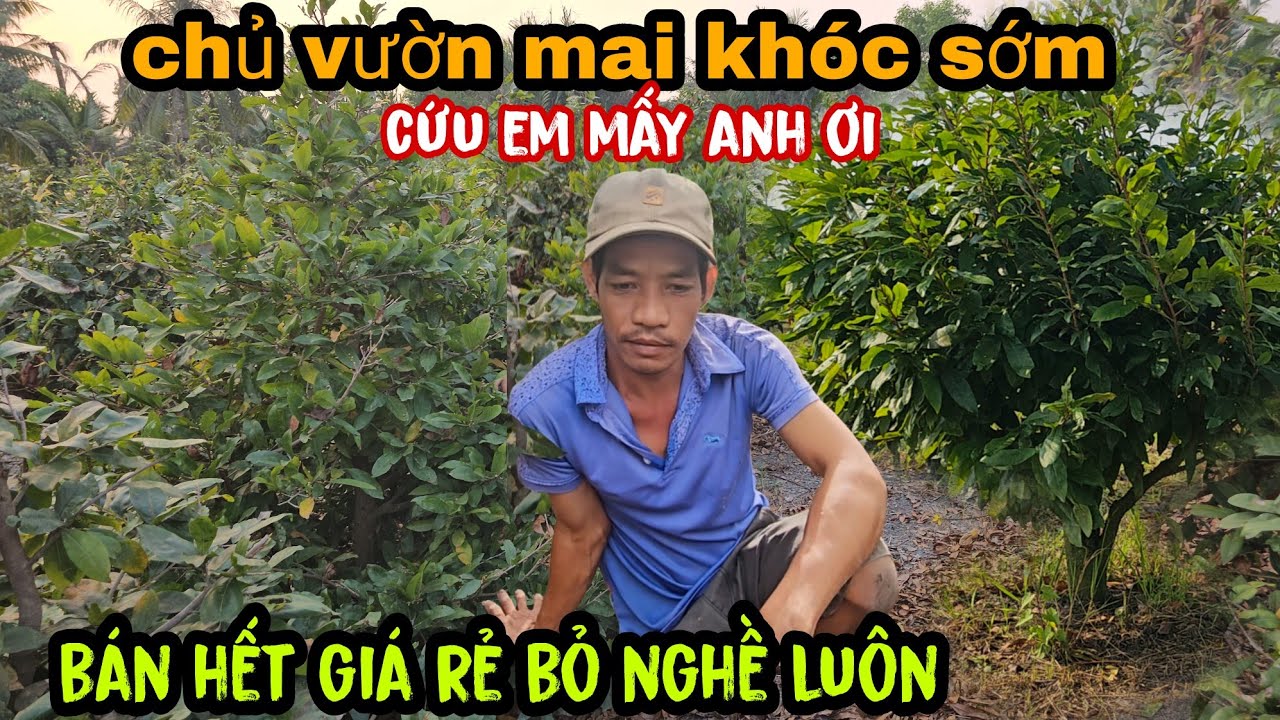 Thê Thảm Chủ Vườn Mai Khóc Thét Bán Gấp Giá Rẻ Bỏ Nghề Luôn 