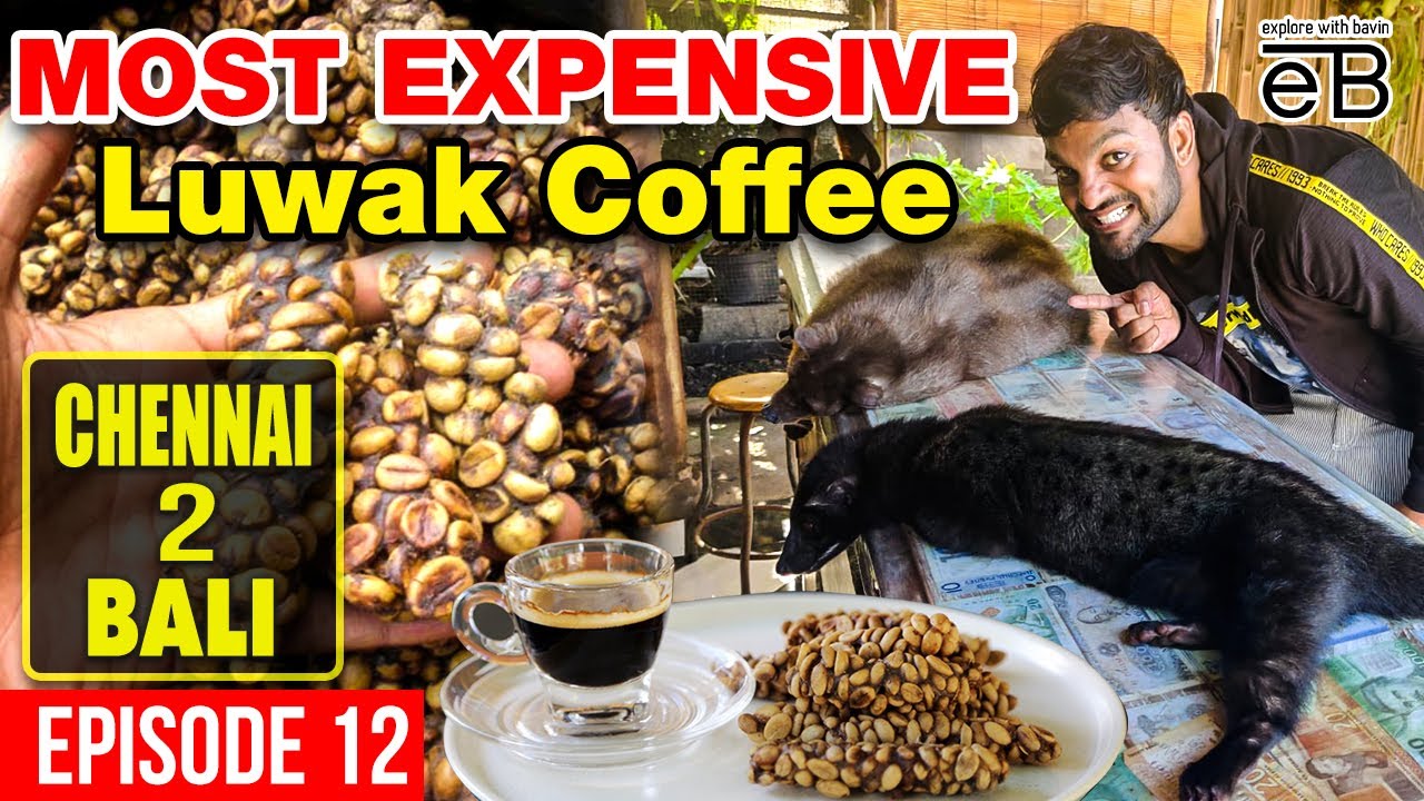WORST coffee I have ever Tasted | Luwak Coffee | The Most Expensive Coffee | Explore With Bavin
