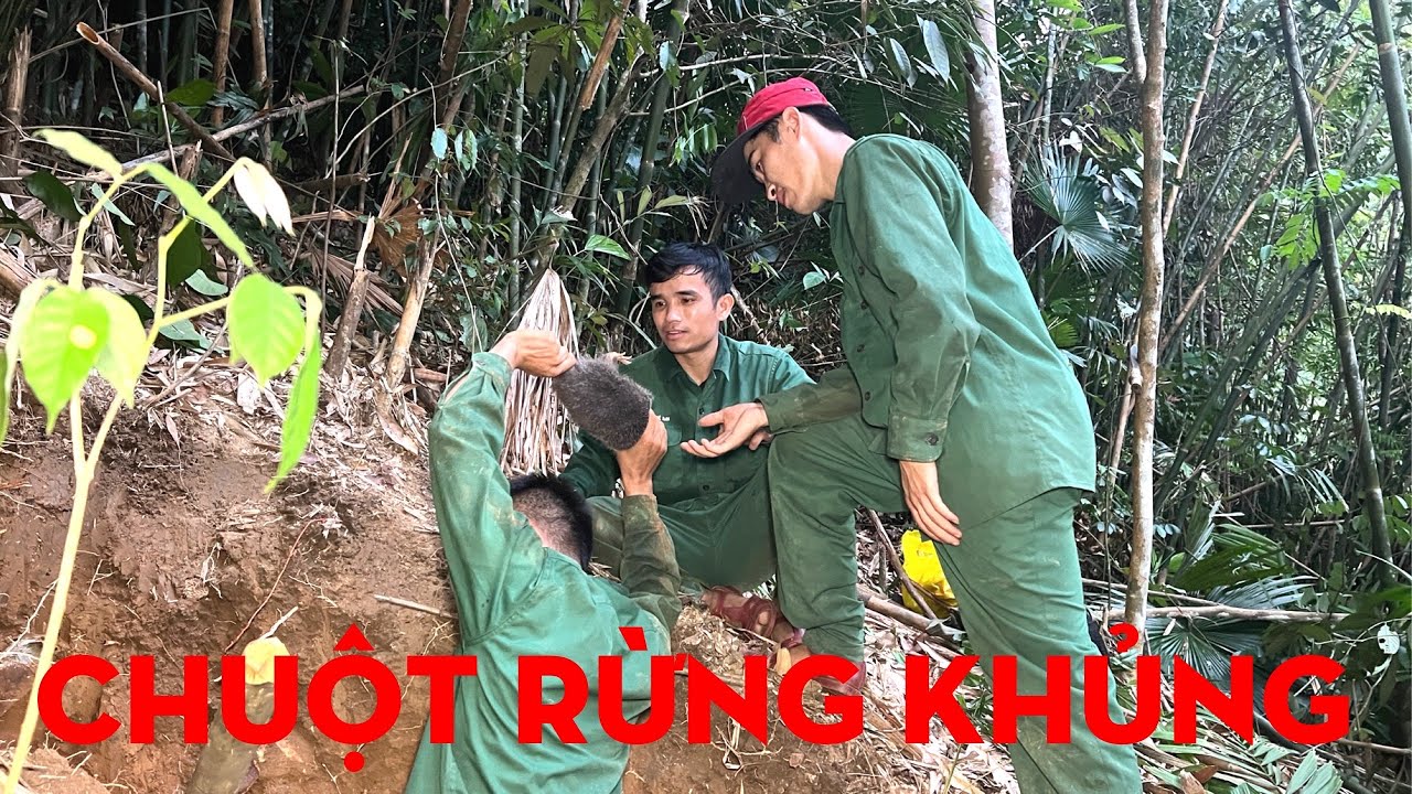 GẶP HANG DÚI KHỦNG TRONG RỪNG-TỰ THỢ RỪNG