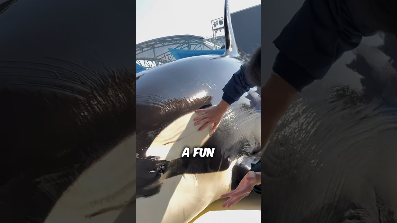 This Is How An Orca Gets Cleaned #shorts #orca
