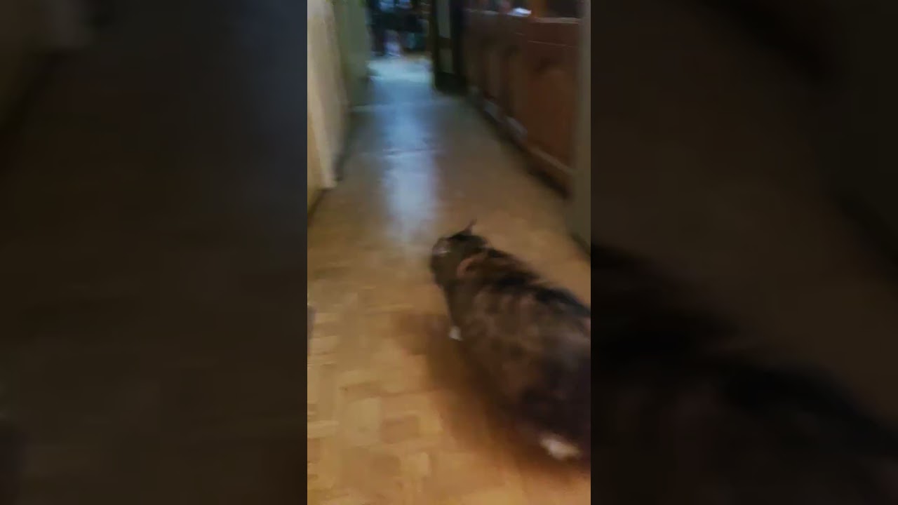 #funnycats
