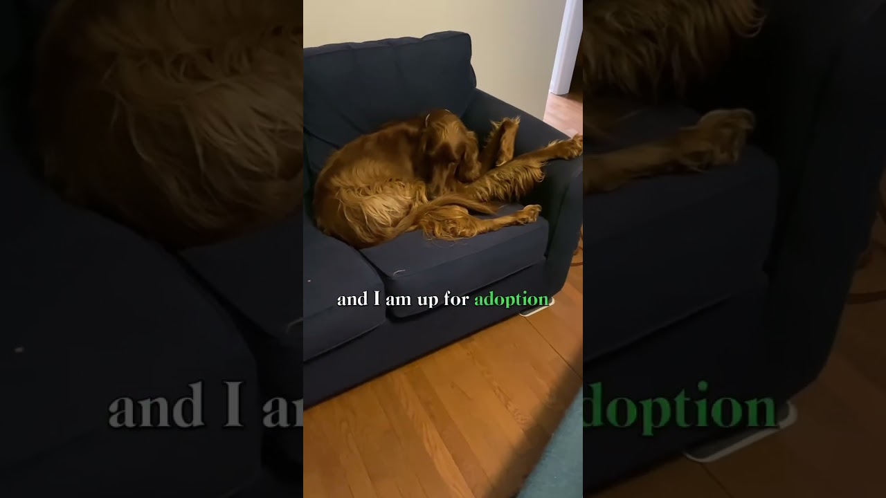 Irish Setter Up For Adoption 