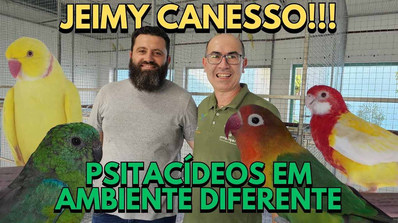 CRIATÓRIO JEIMY PARROTS COM ESTRUTURA DIFERENCIADA E AVES DIVERSAS!!!