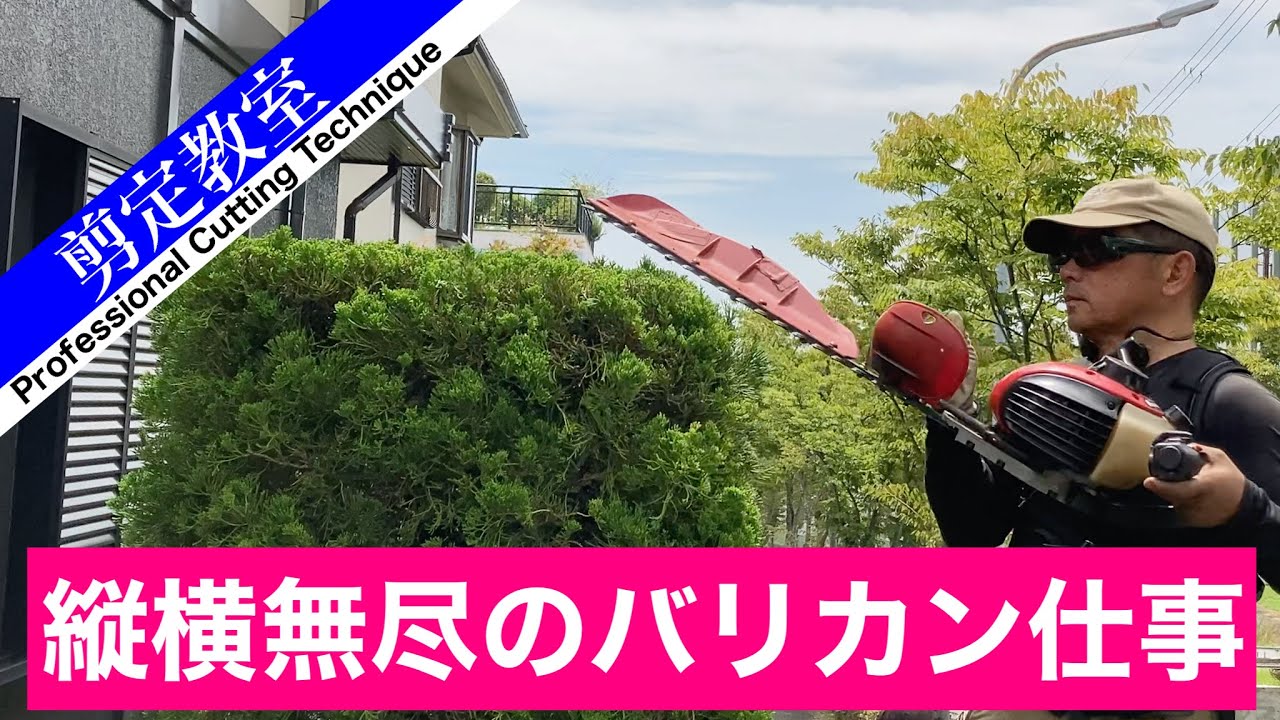 カイヅカイブキの生垣は「縦」にも「横」にもハサミを入れよう　（クロダシャチョーの剪定教室）