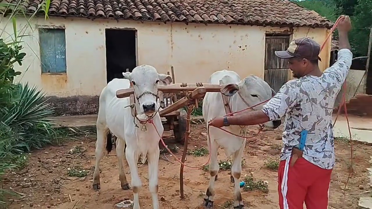 O agricultor trabalhando com carro de boi.