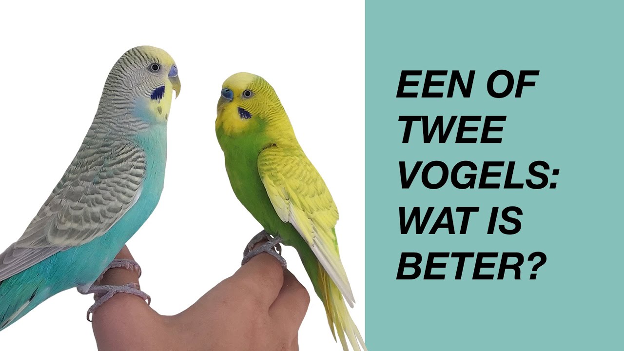Een Tweede Vogel: Ja of Nee?