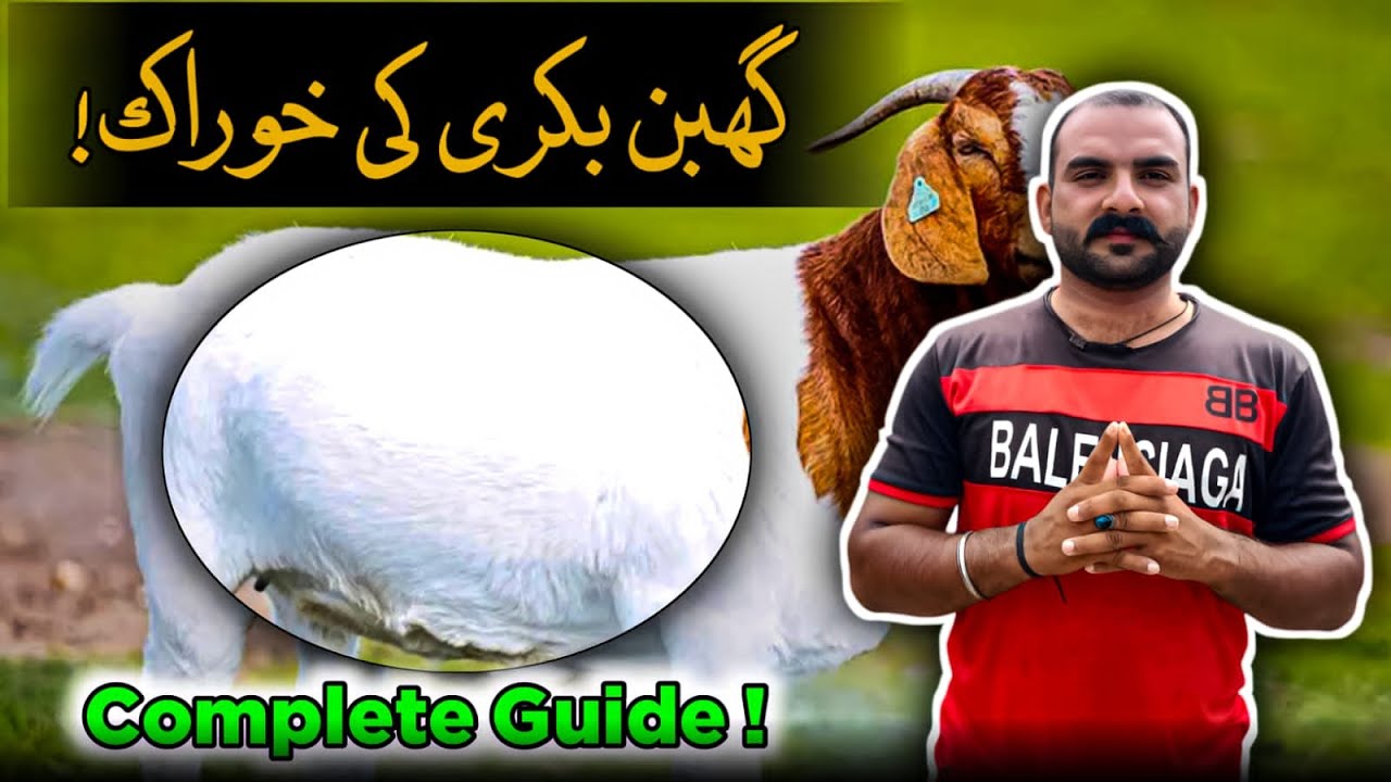 Gaban Bakri Ki Khurak 1 Se 5 Mahine Tak | Complete Diet Guide for Pregnant Goat | Goat Care Official