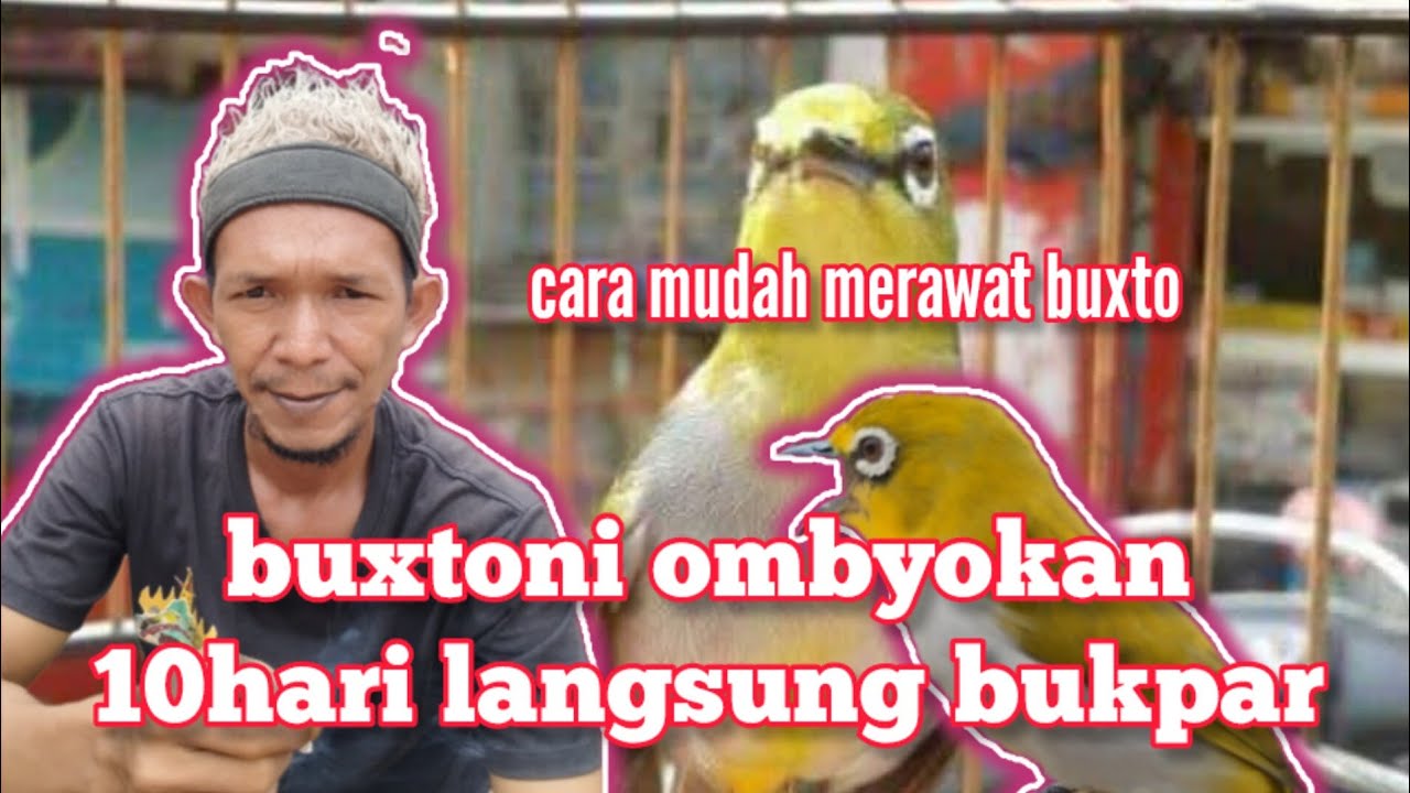 merawat pleci buxtoni agar cepat buka paruh