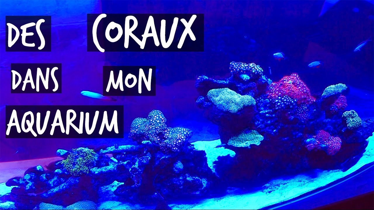 DES CORAUX DANS MON AQUARIUM !! - TOOPET