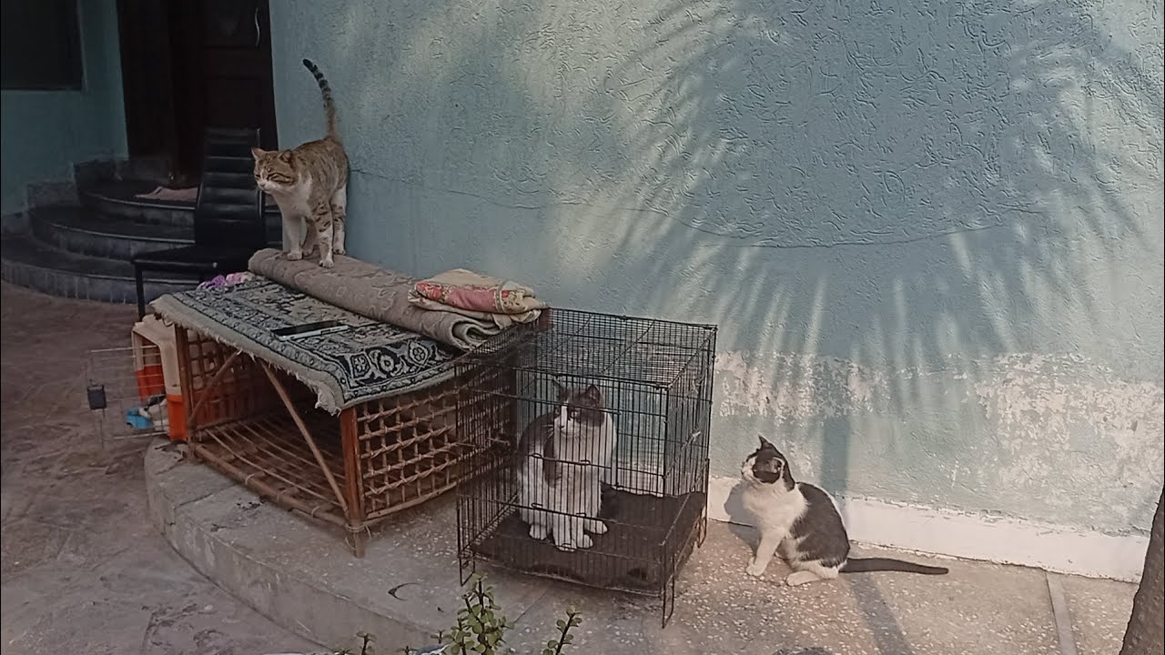 All My Cats Are on Heat 😺 | Male & Female Cats Real Heat Behaviour | Cute & Confusing Moments