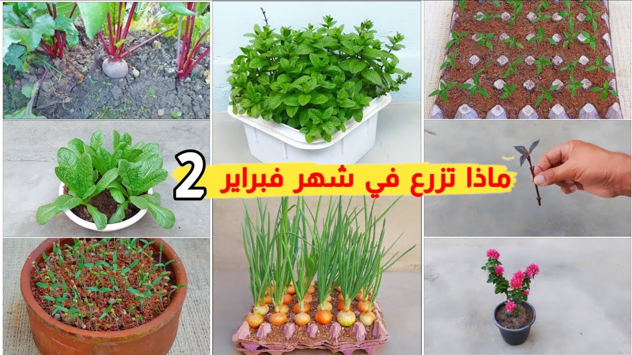 ماذا تزرع في شهر 2 فبراير إليكم فيديو مفصل عن النباتات التي يمكنك زراعتها