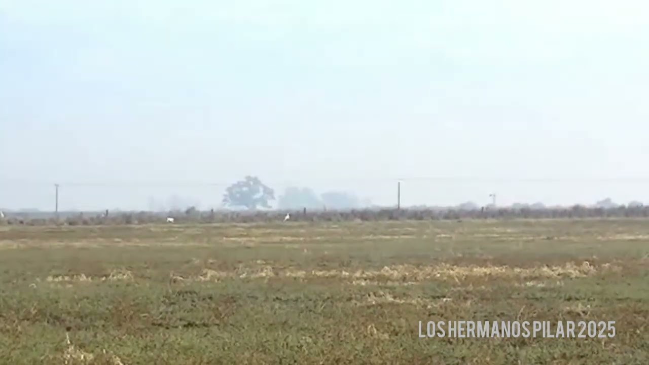 Galgos vs liebre Pelito y overo 2025